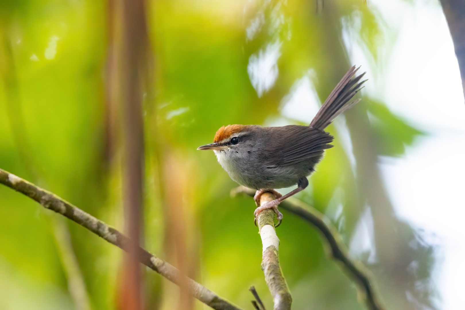 Rufous-faced Warbler