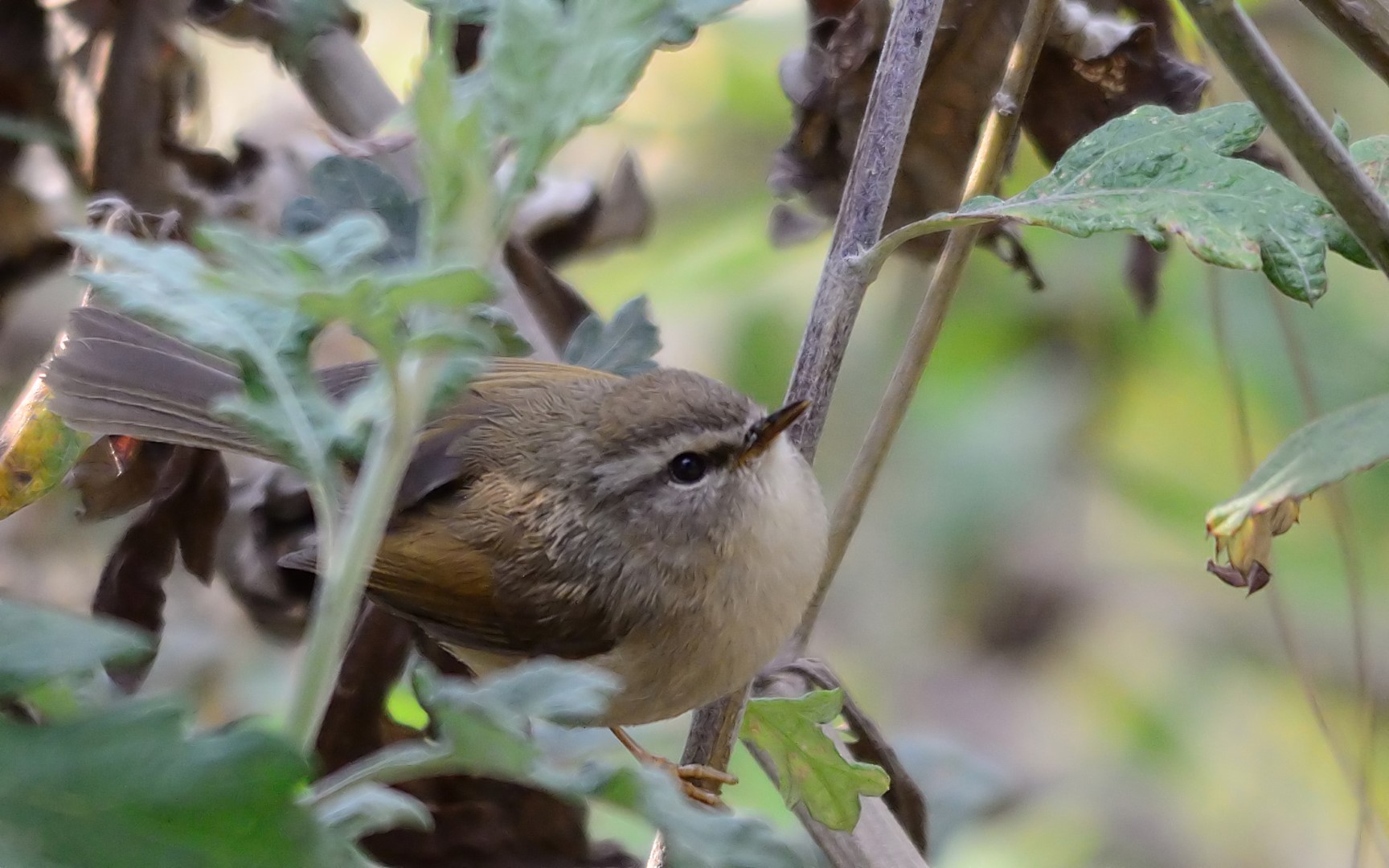 Rufous-faced Warbler