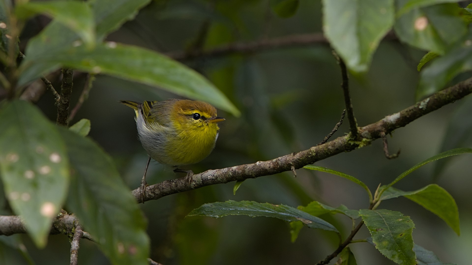 Rufous-faced Warbler