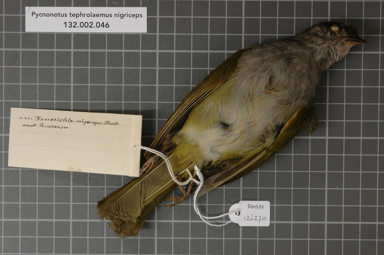 Rufous-faced Warbler