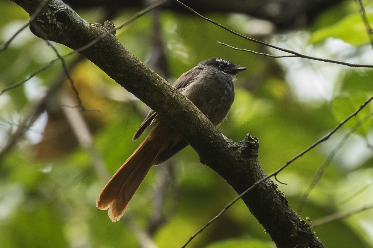 Rufous Fantail