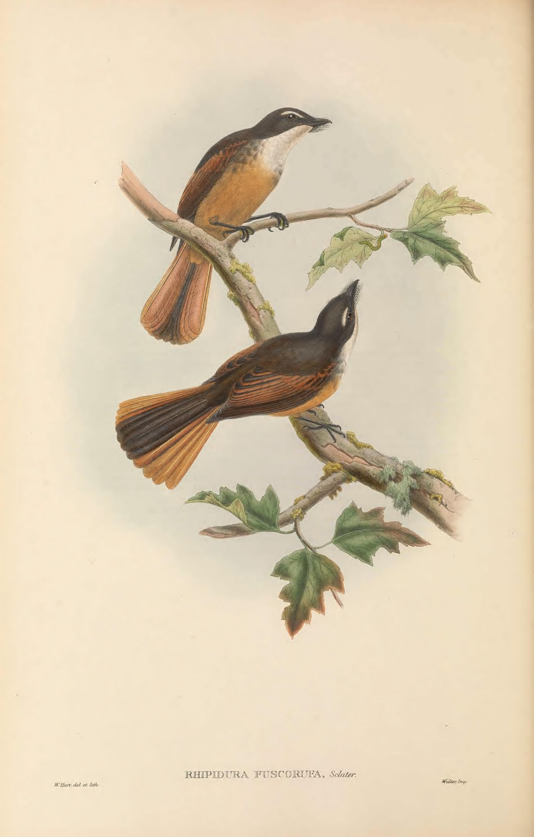 Rufous Fantail