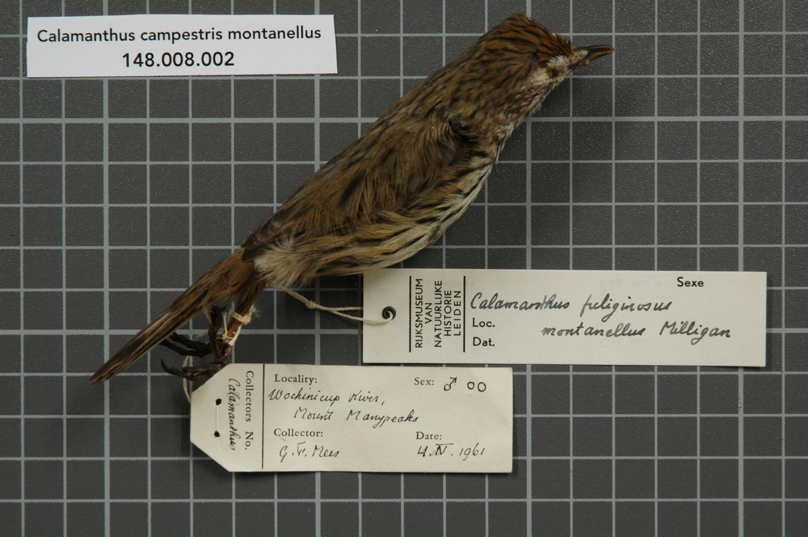 Rufous Fieldwren