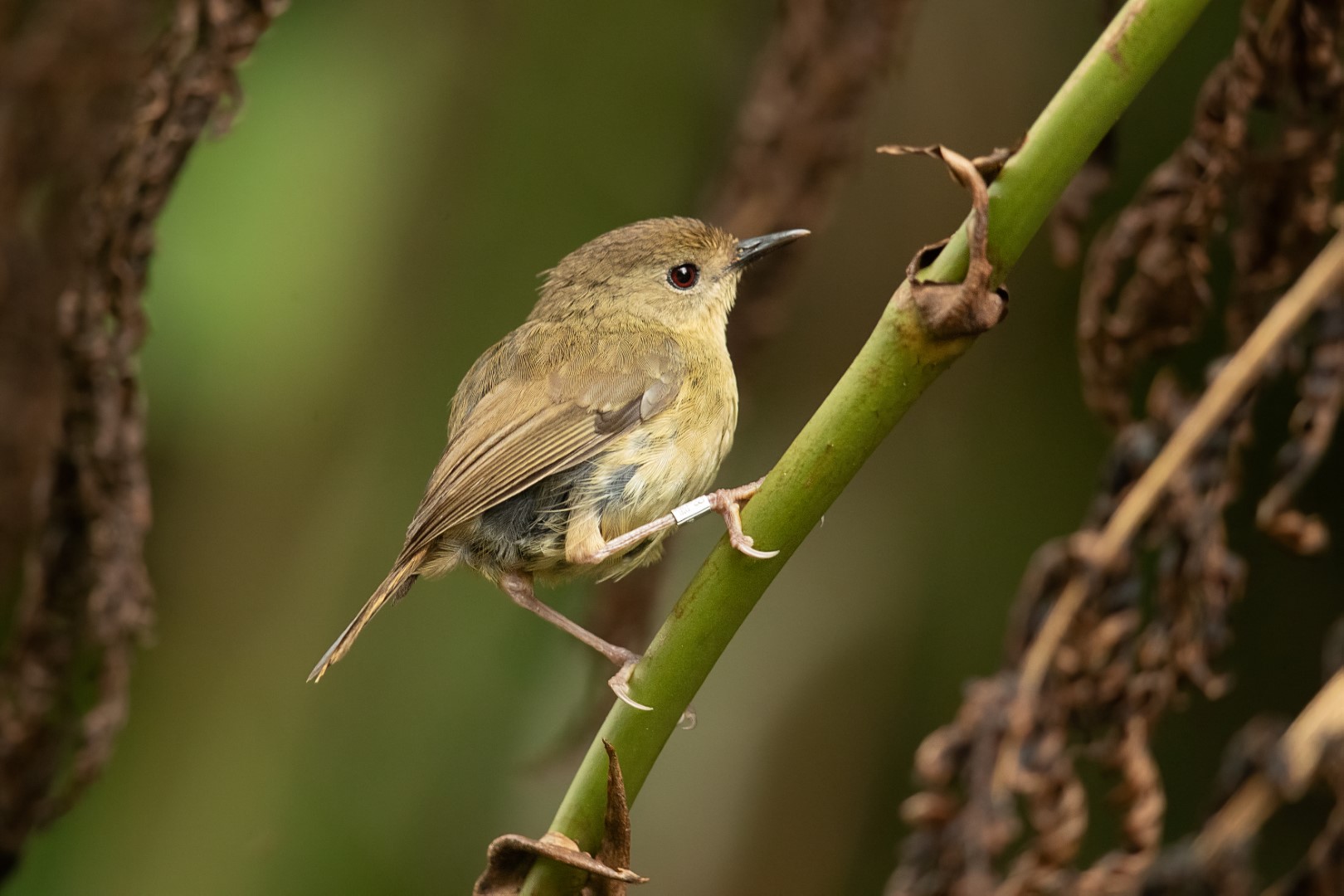 Rufous Fieldwren