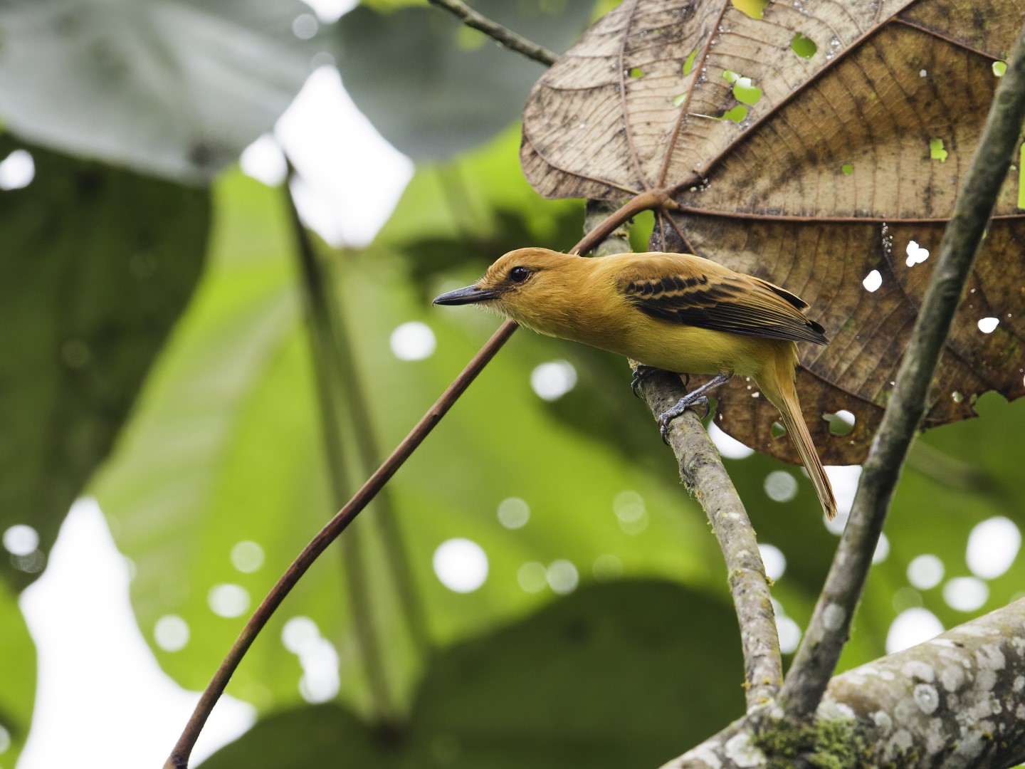 Rufous Flycatcher