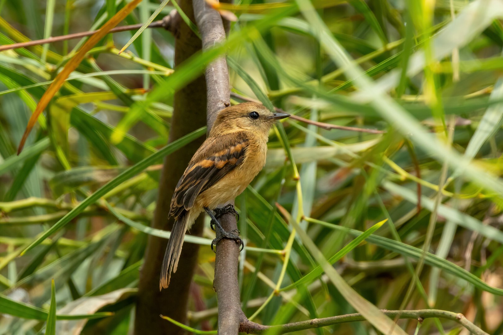 Rufous Flycatcher