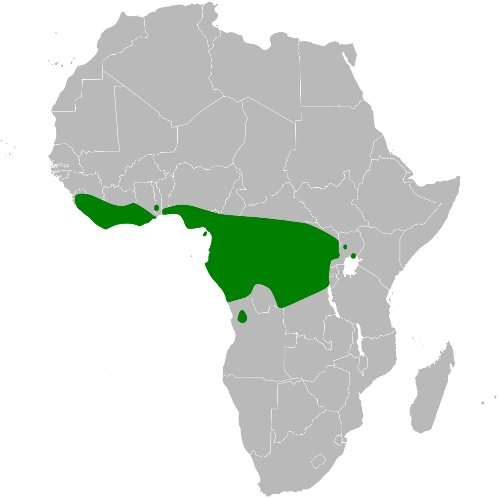 Rufous Flycatcher-chat