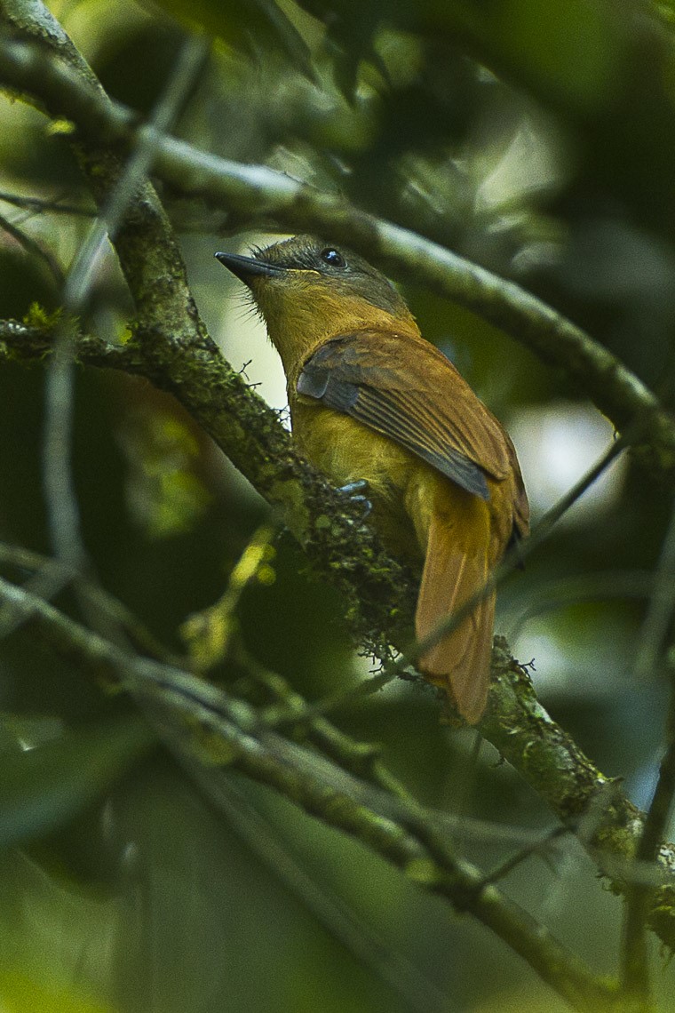 Rufous Flycatcher-Thrush