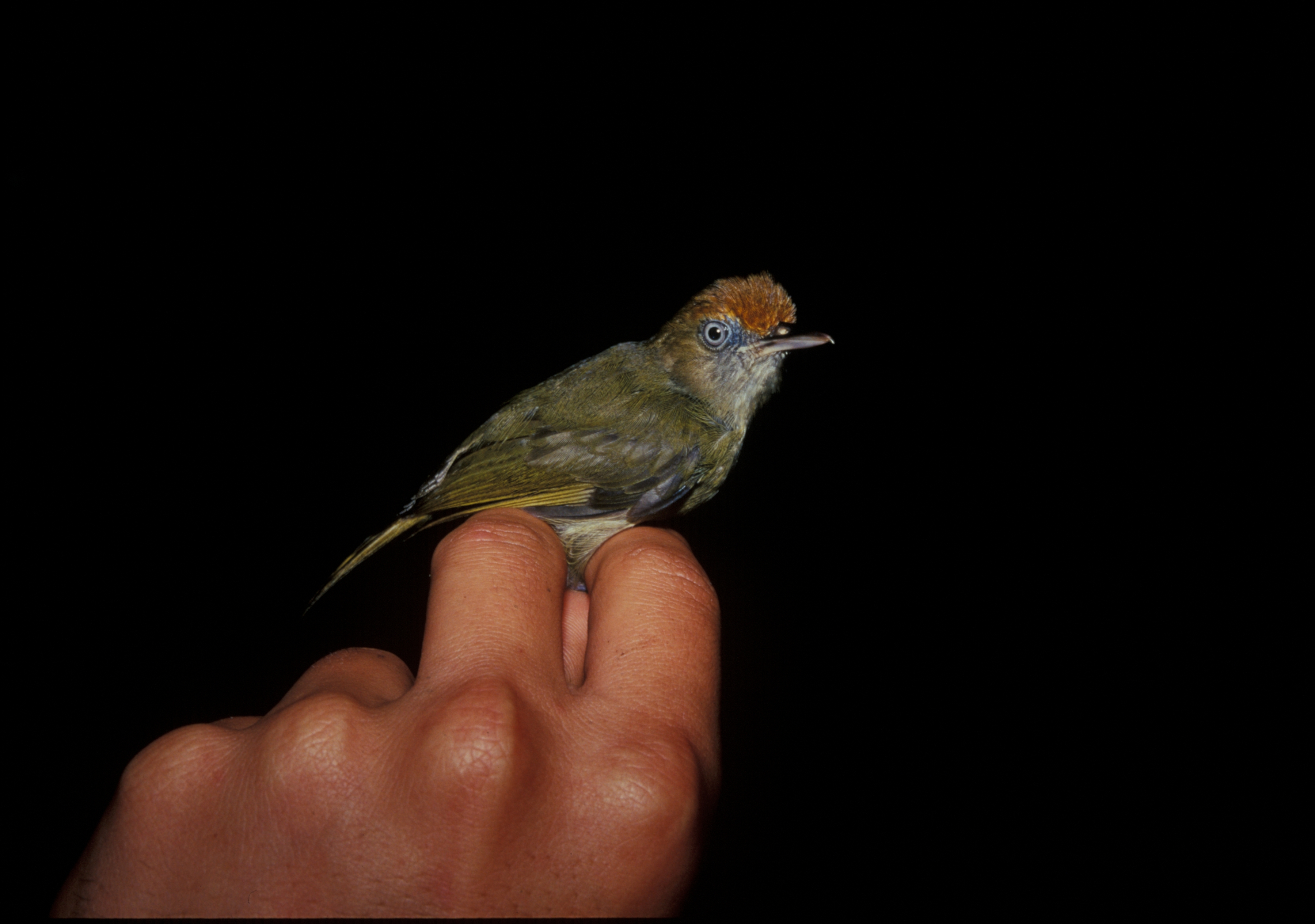 Rufous-fronted Greenlet