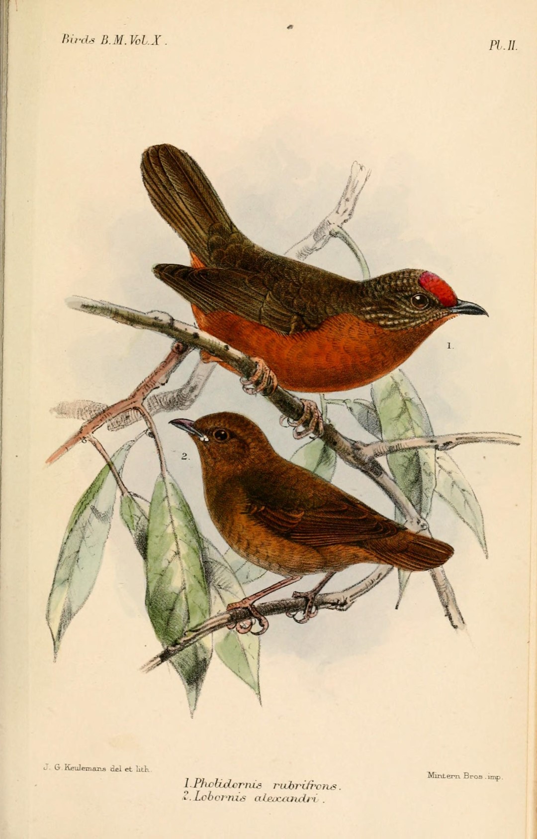 Rufous-fronted Laughingthrush