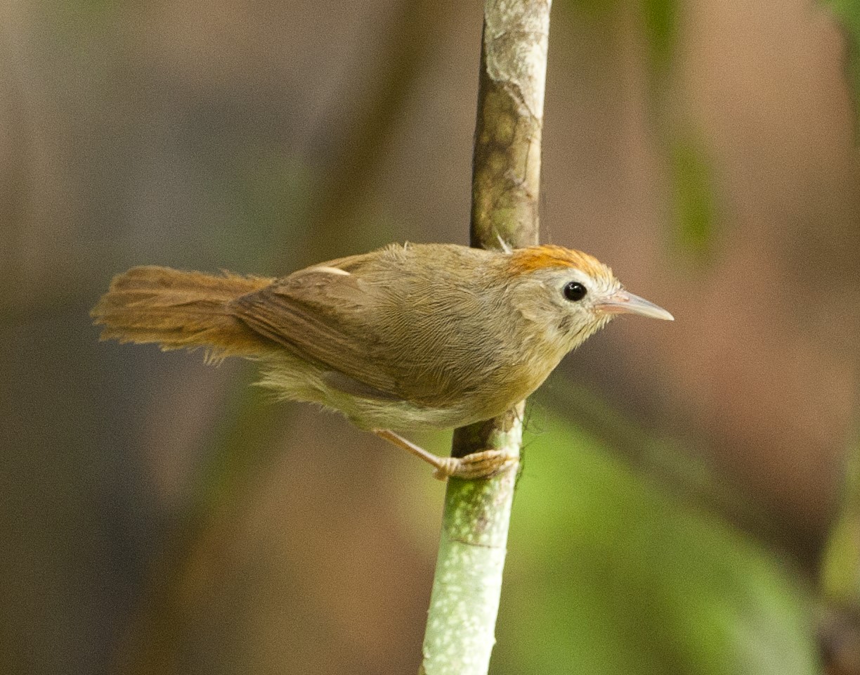 Rufous-fronted Laughingthrush