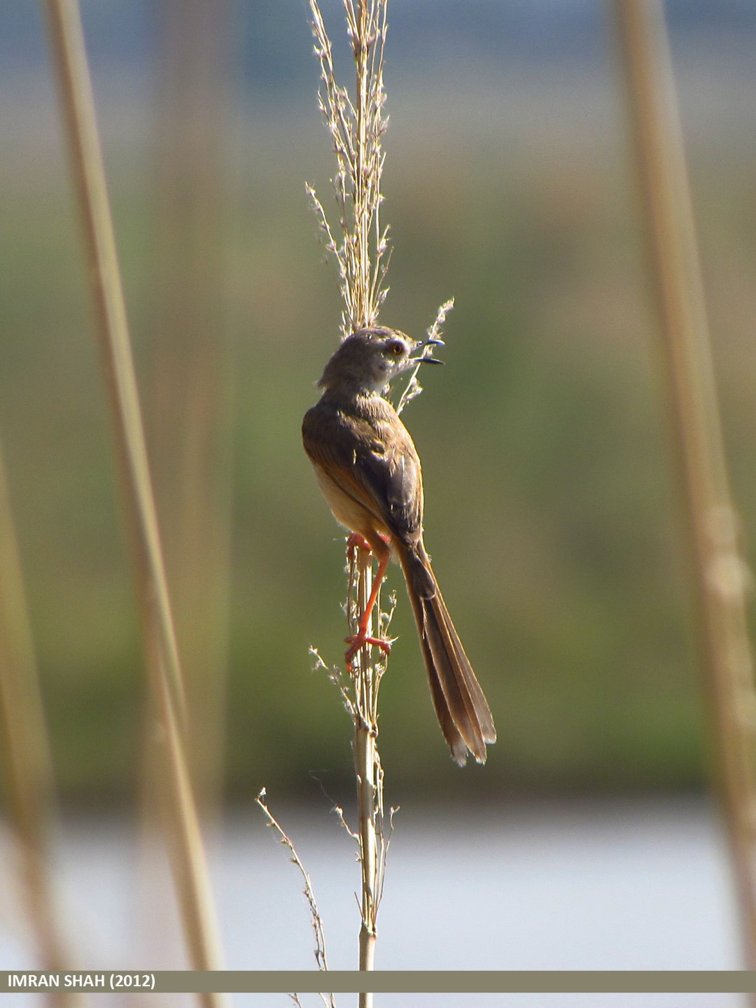 Rufous-fronted Prinia