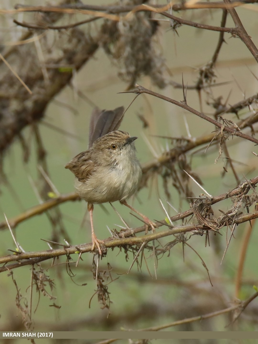 Rufous-fronted Prinia