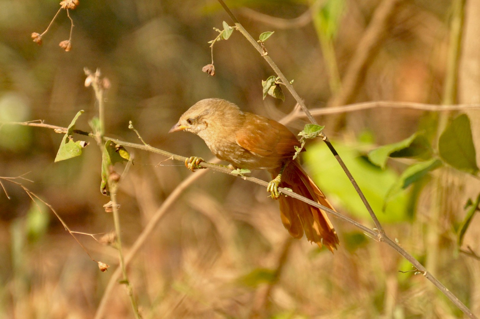 Rufous-fronted Thornbird