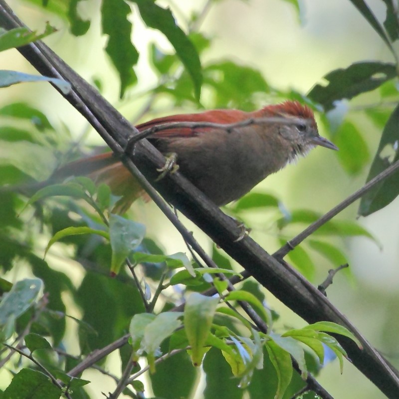Rufous-fronted Thornbird