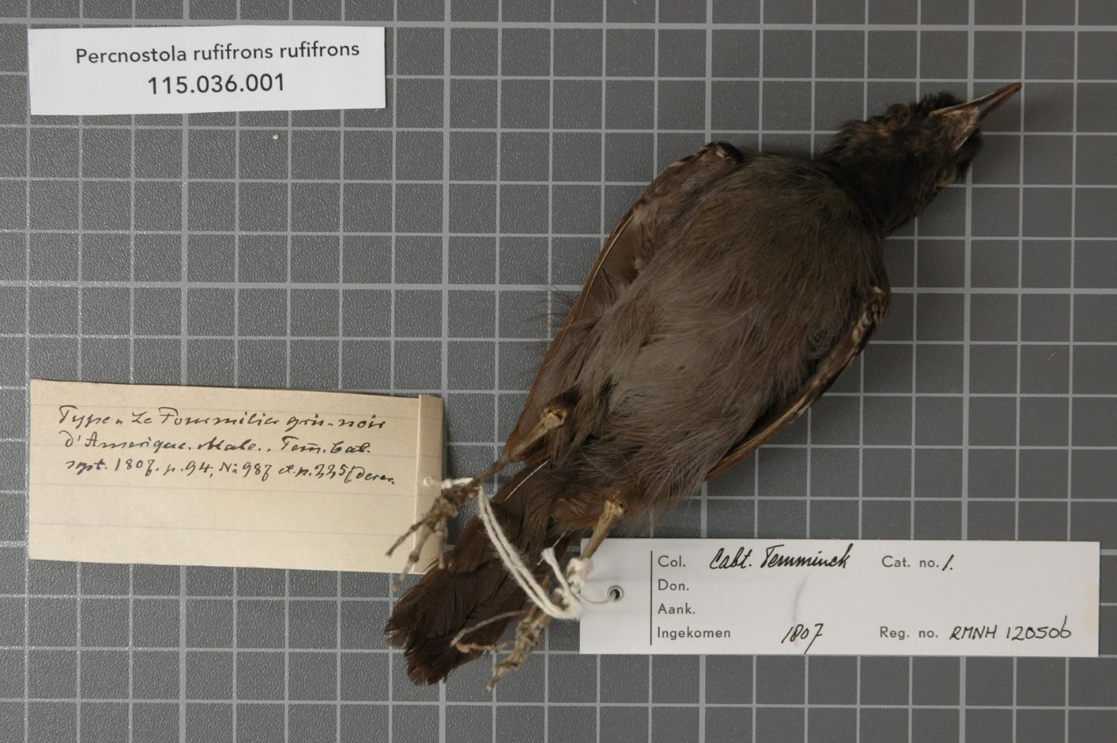 Rufous-fronted Thornbird