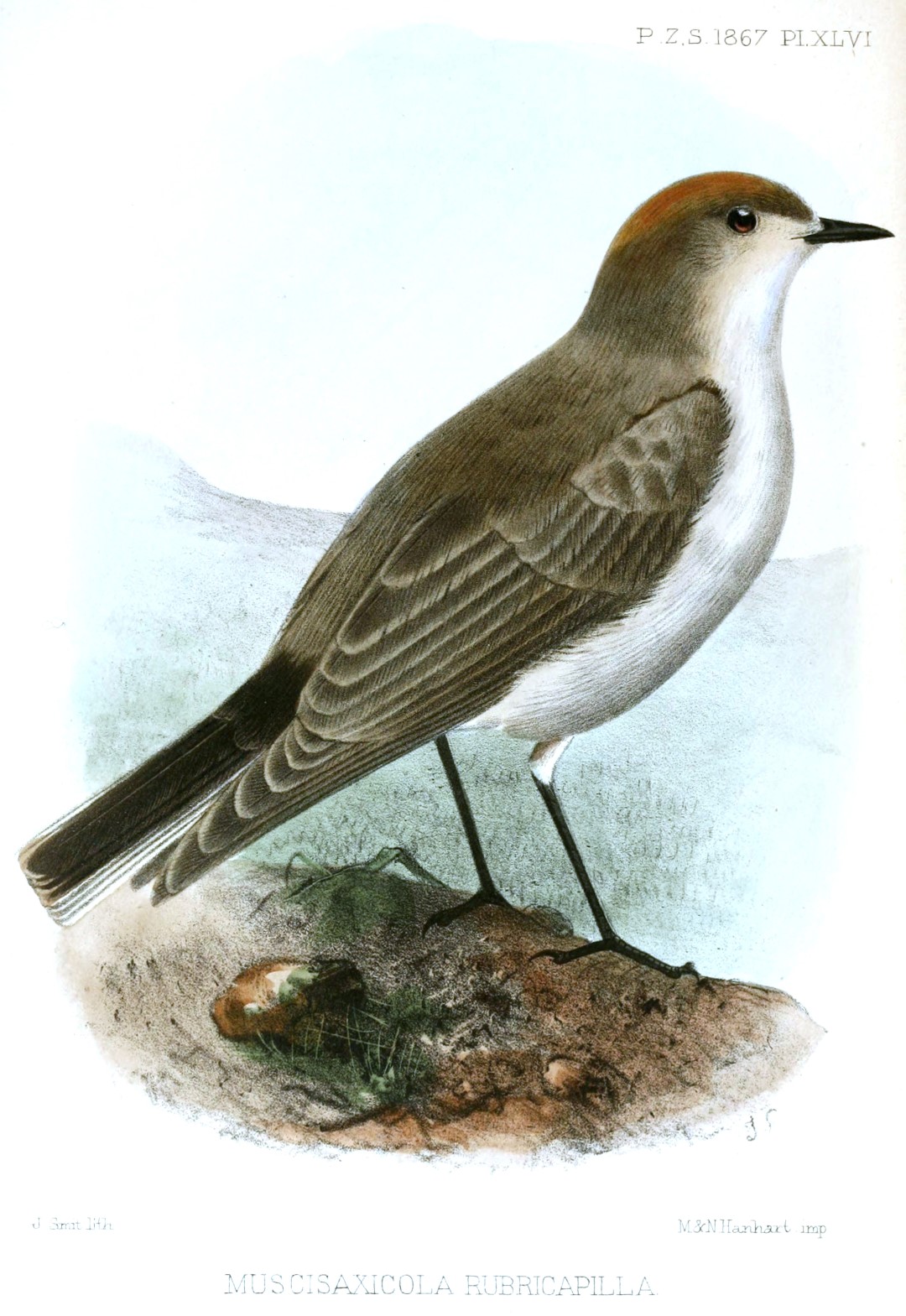 Rufous-fronted Thornbird