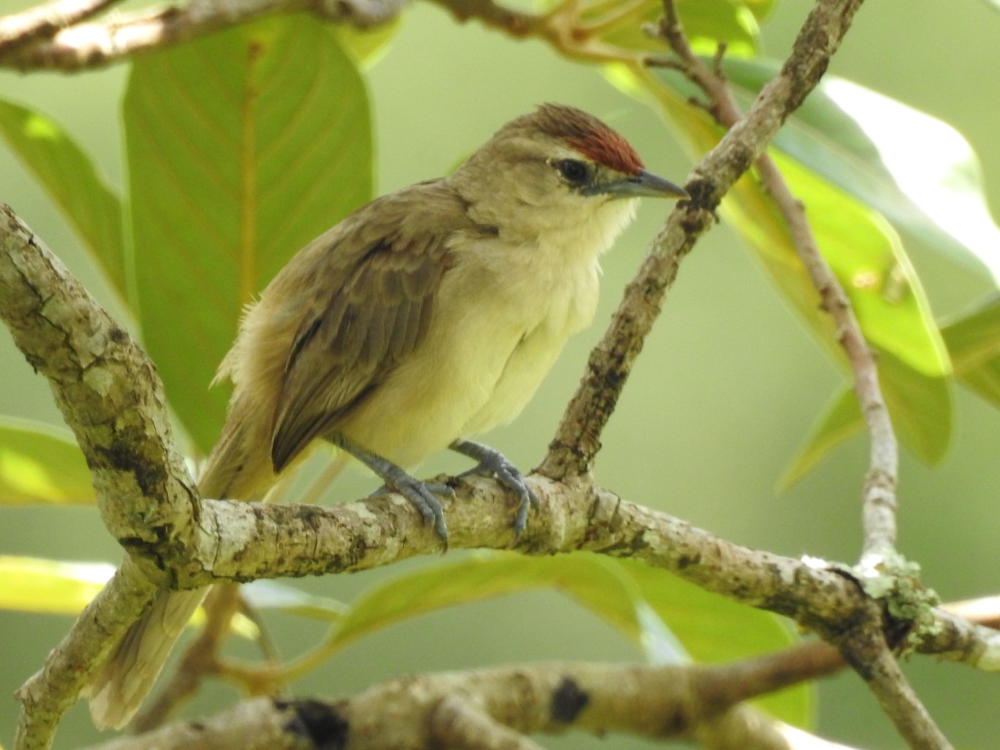 Rufous-fronted Thornbird