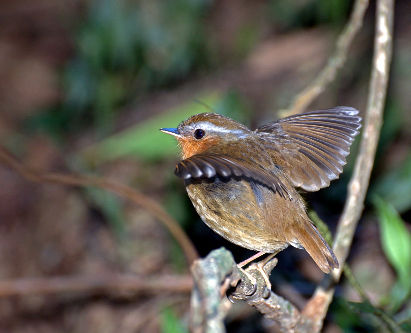 Rufous Gnateater