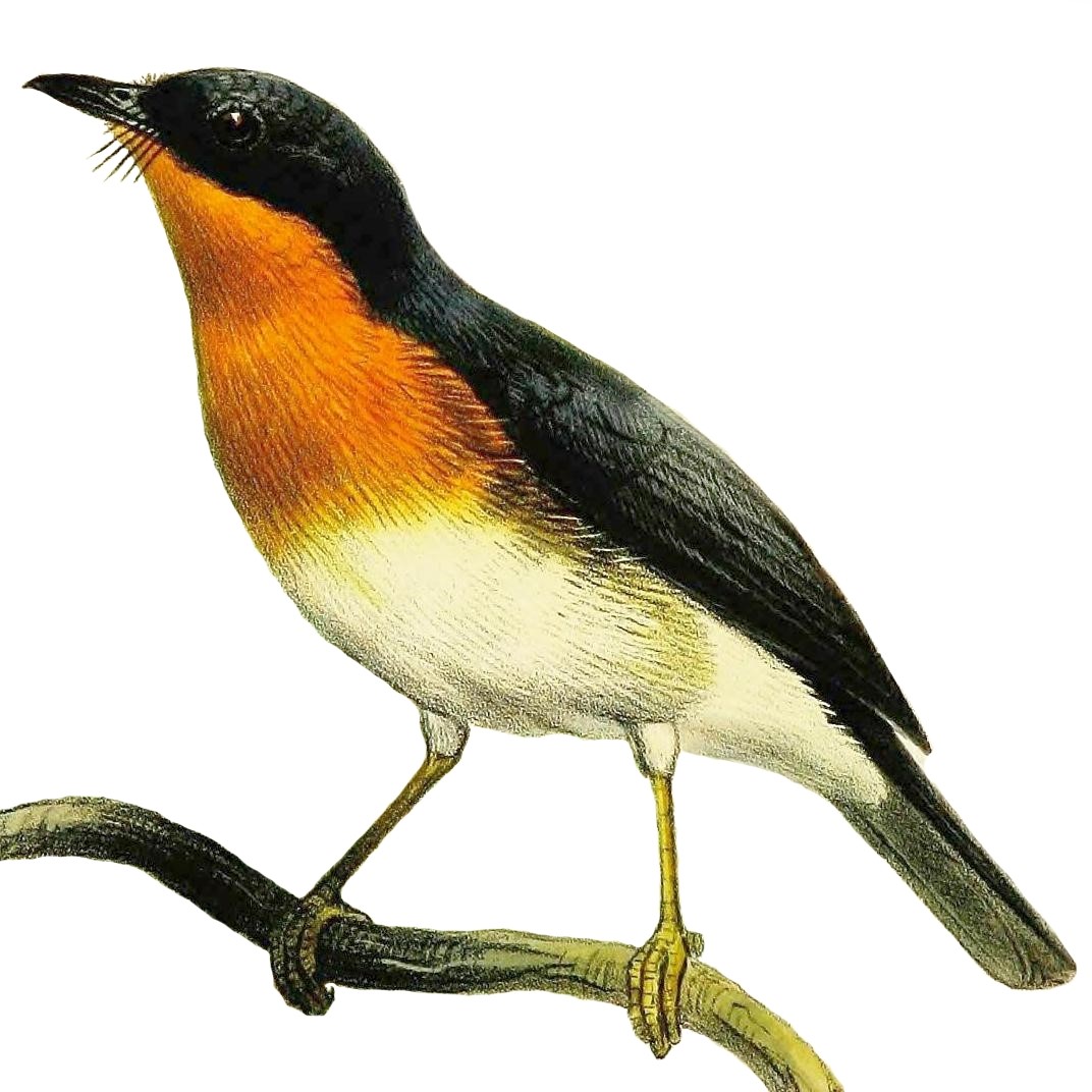 Rufous-gorgeted flycatcher