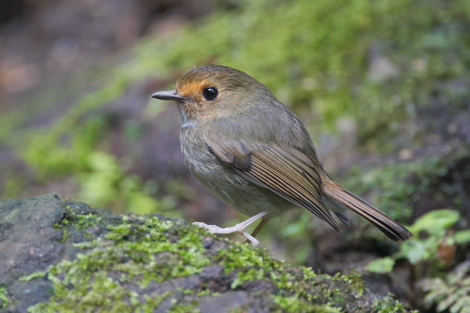 Rufous-gorgeted flycatcher