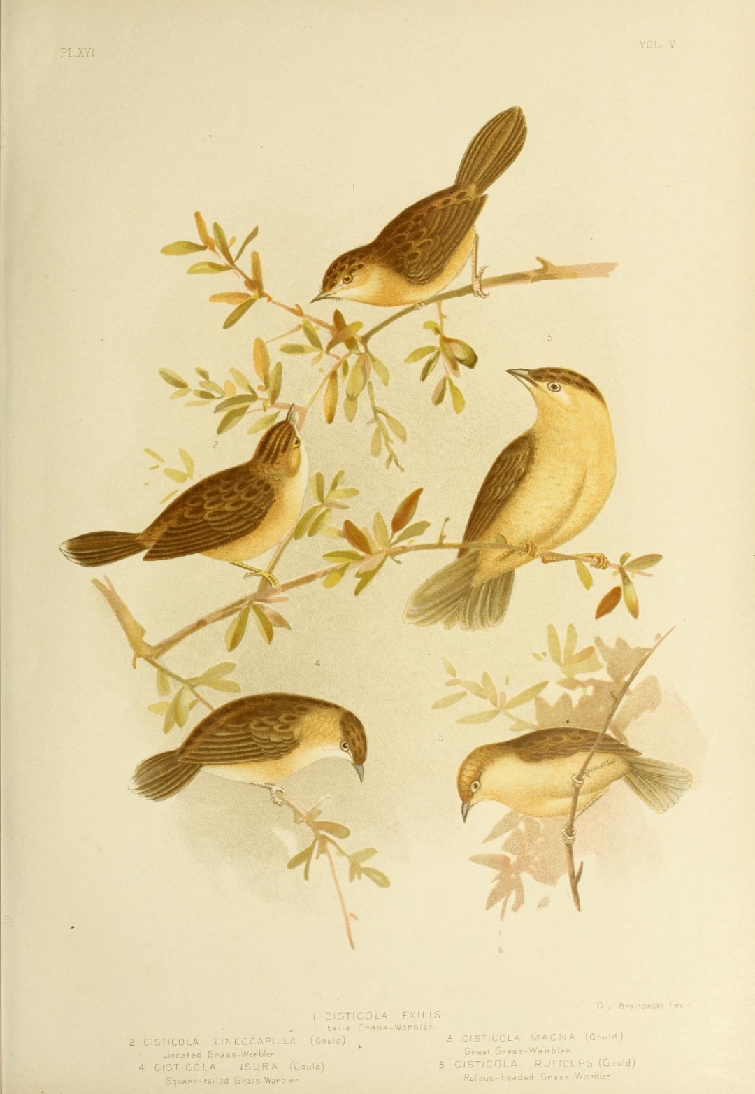 Rufous-headed Cisticola