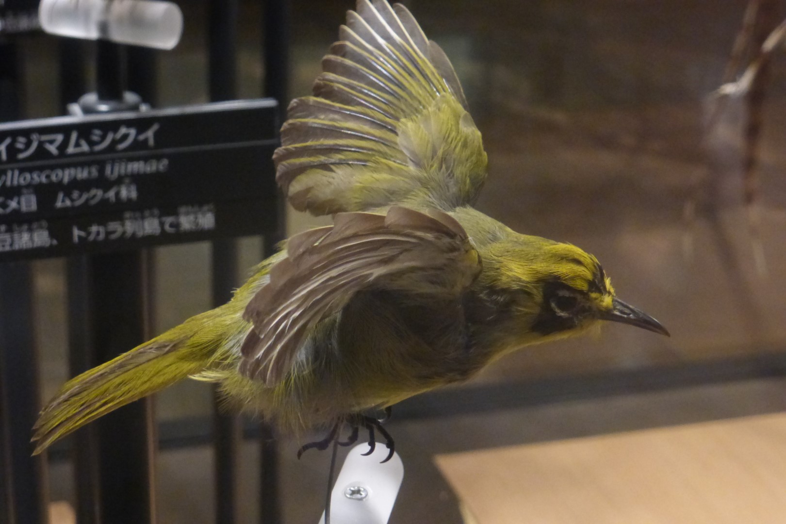 Rufous-headed Hornbill