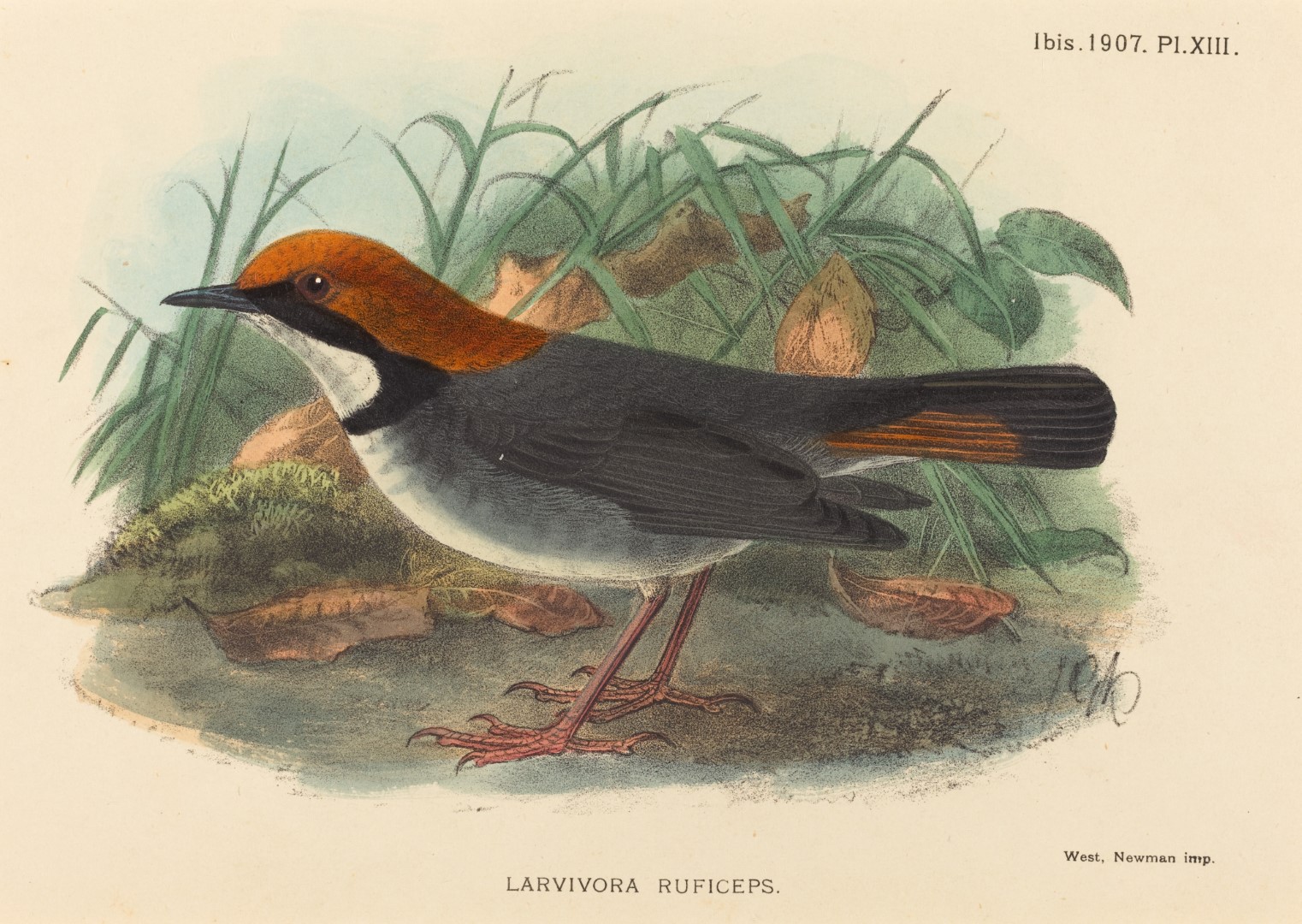 Rufous-headed Robin