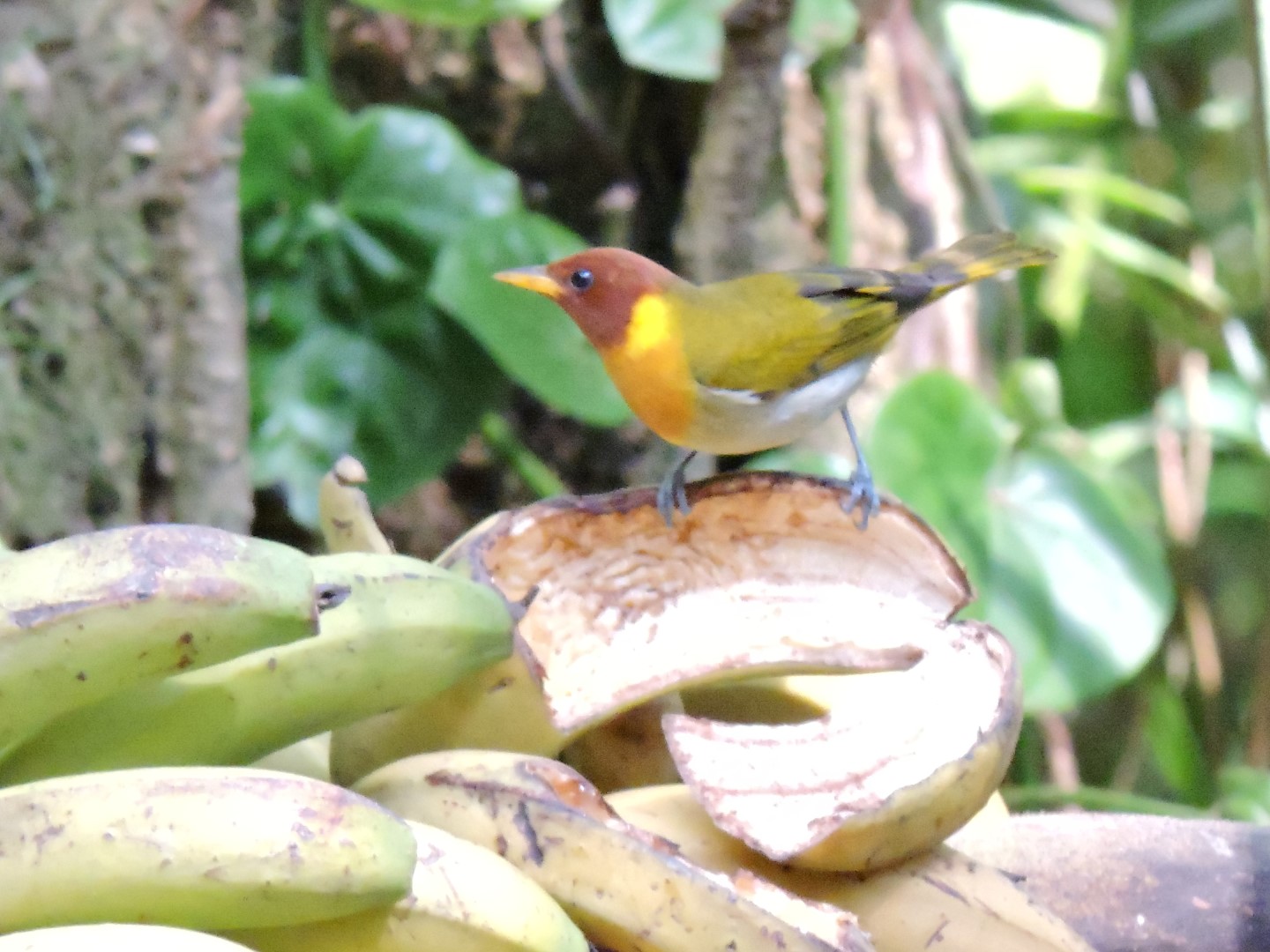 Rufous-headed Tanager