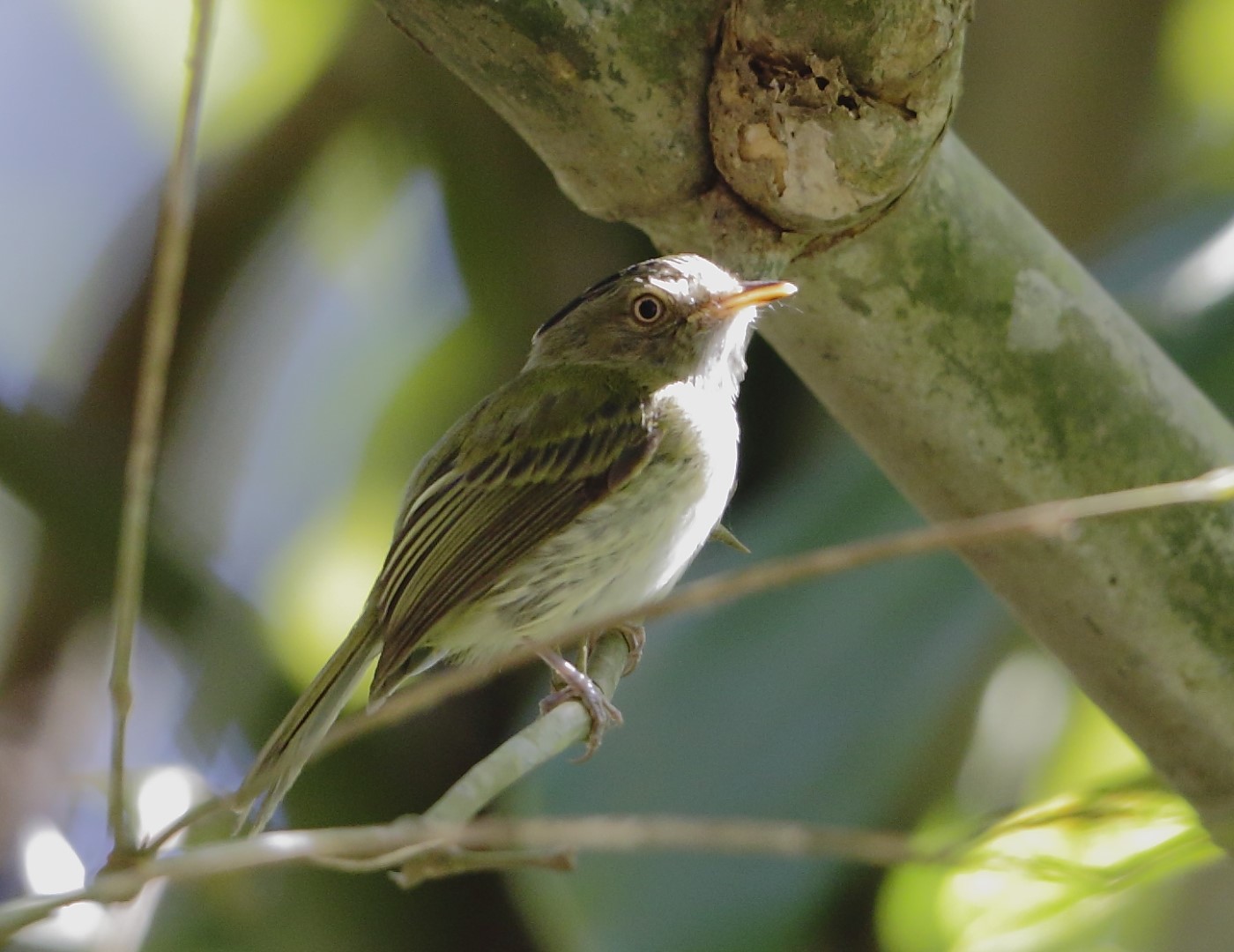 Rufous-headed Tody-Flycatcher