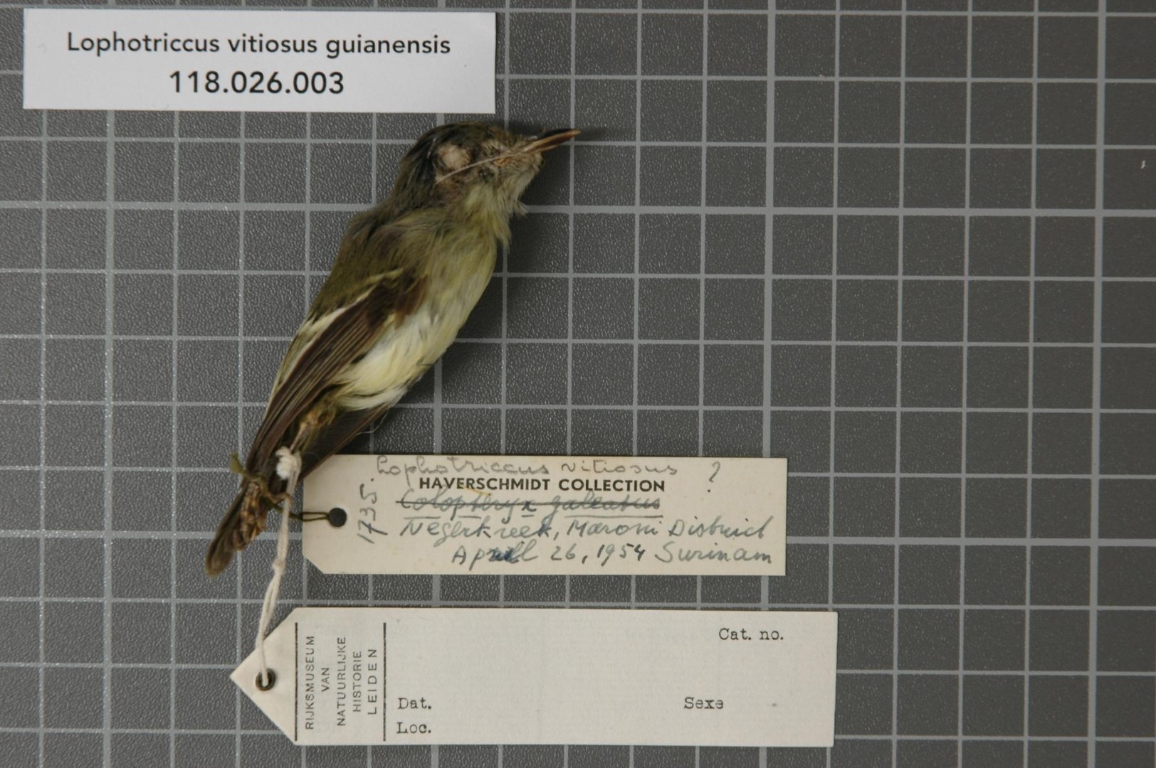 Rufous-headed Tody-Flycatcher