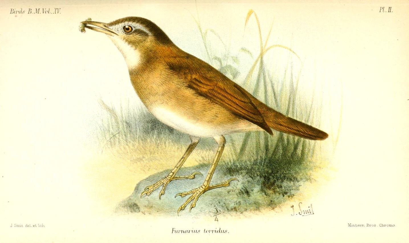 Rufous Hornero
