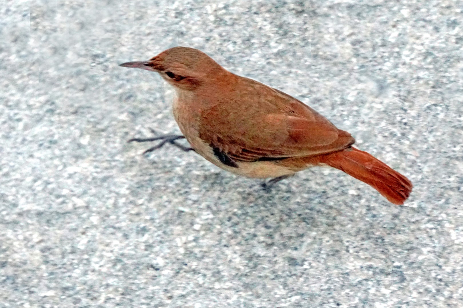 Rufous Hornero