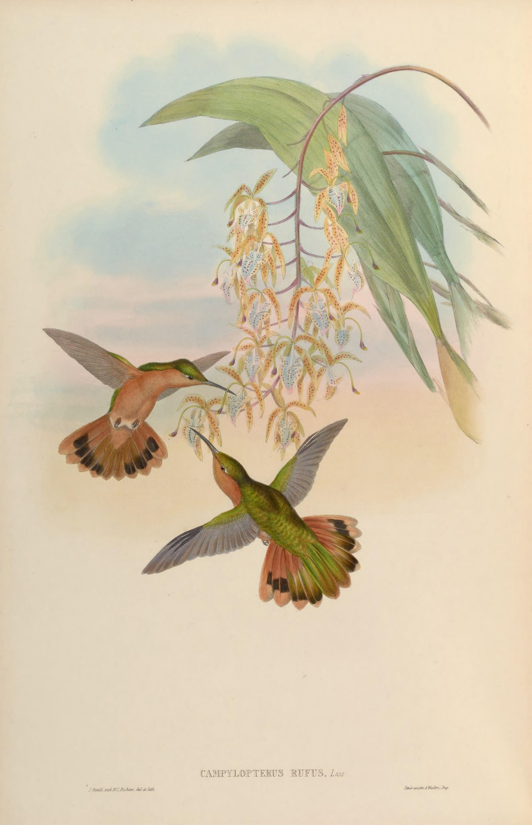 Rufous Hornero