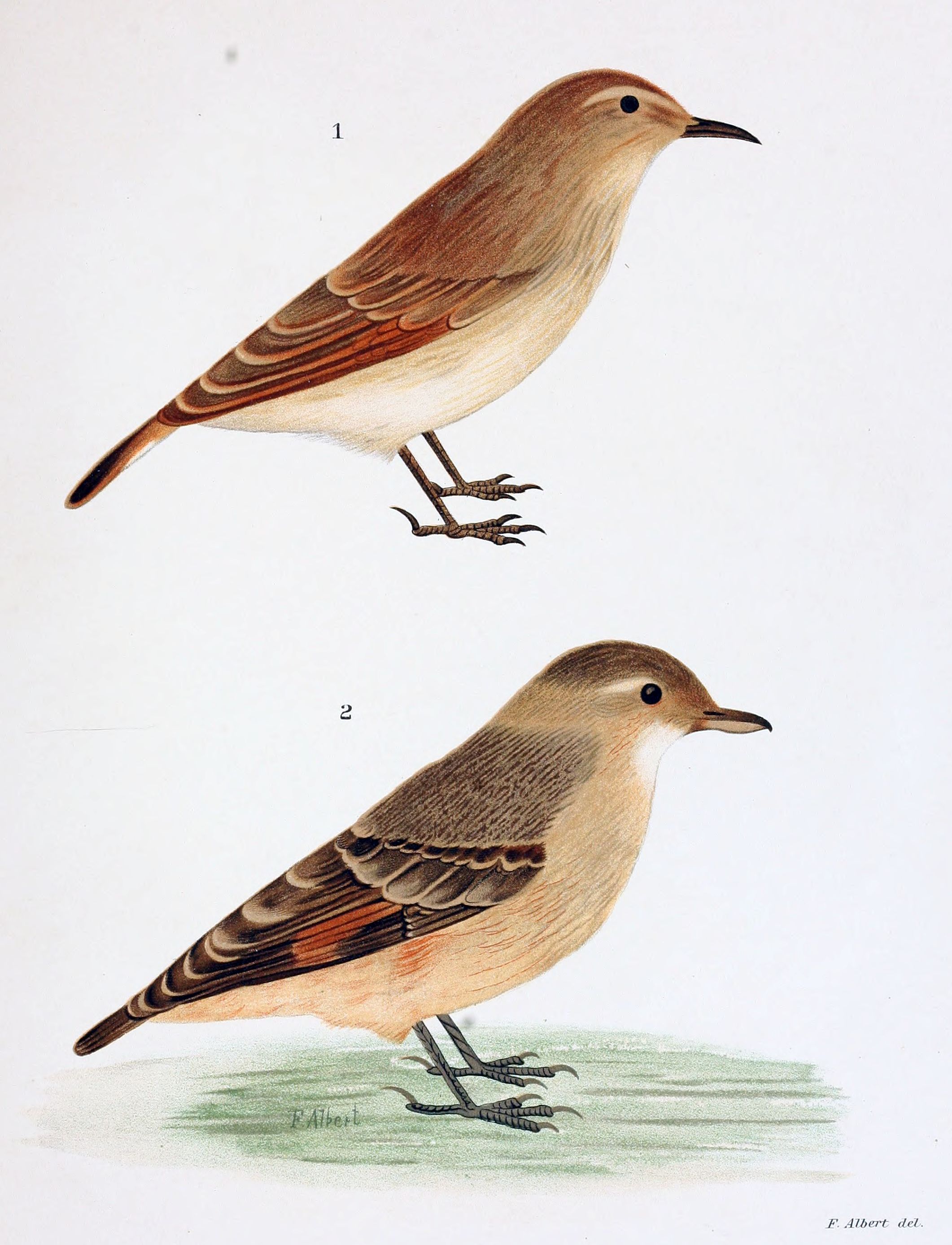 Rufous-legged Miner