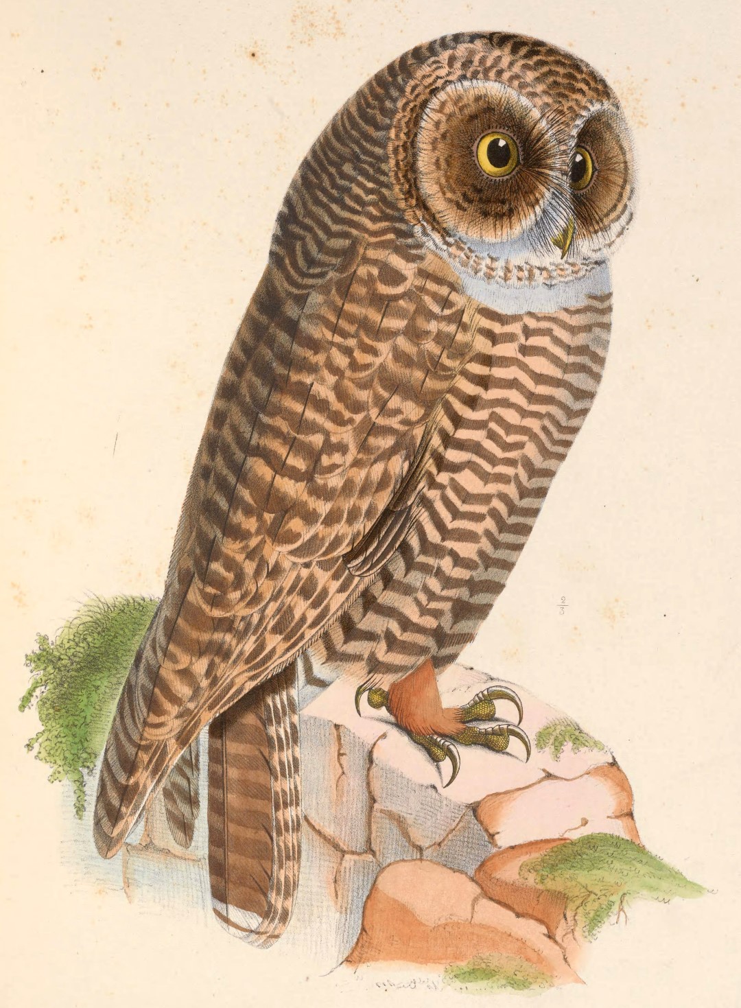 Rufous-legged Owl