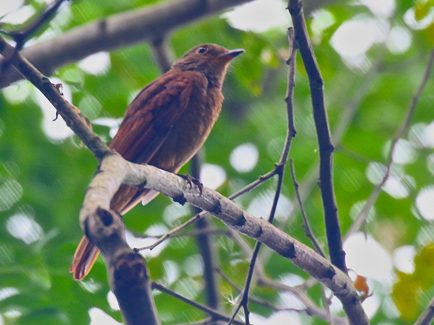 Rufous Mourner