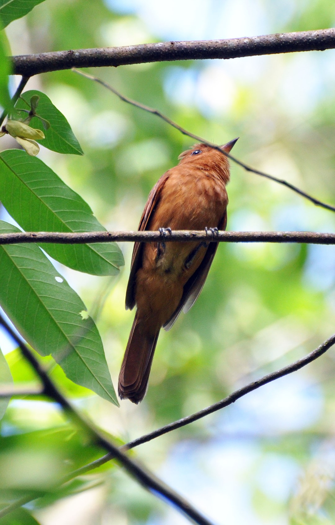 Rufous Mourner