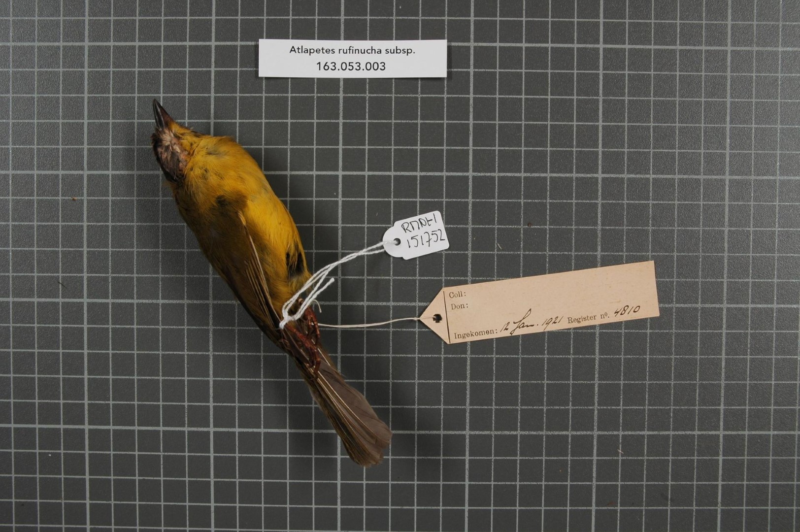 Rufous-naped Brush-Finch