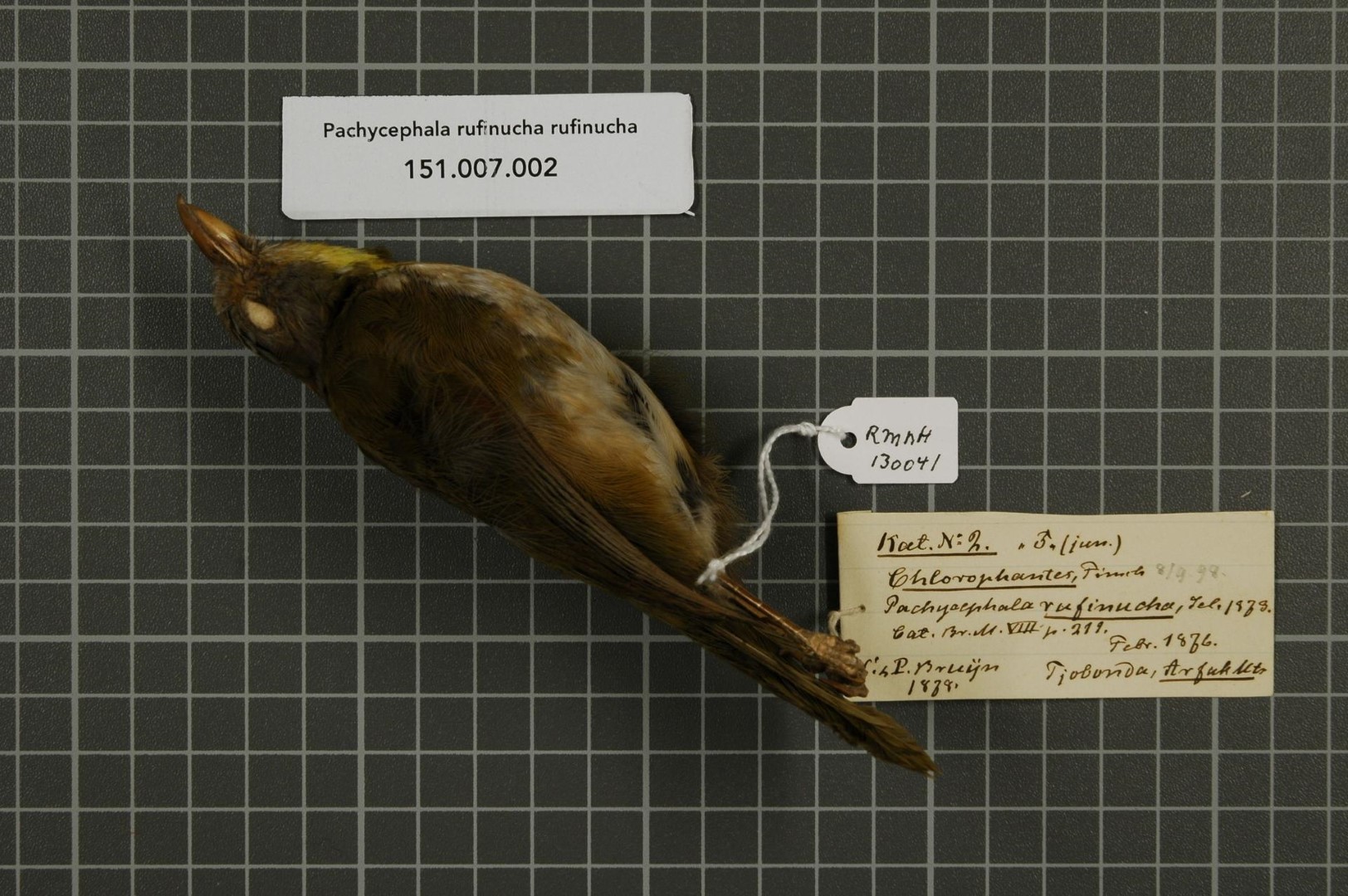 Rufous-naped Greenlet