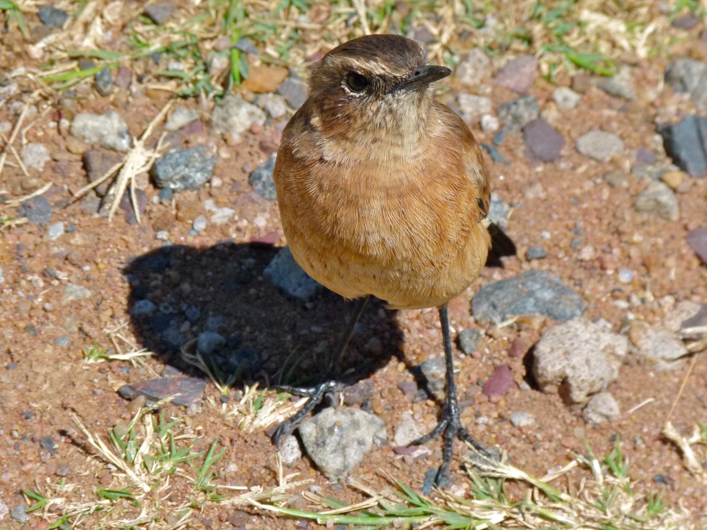 Rufous-naped Lark