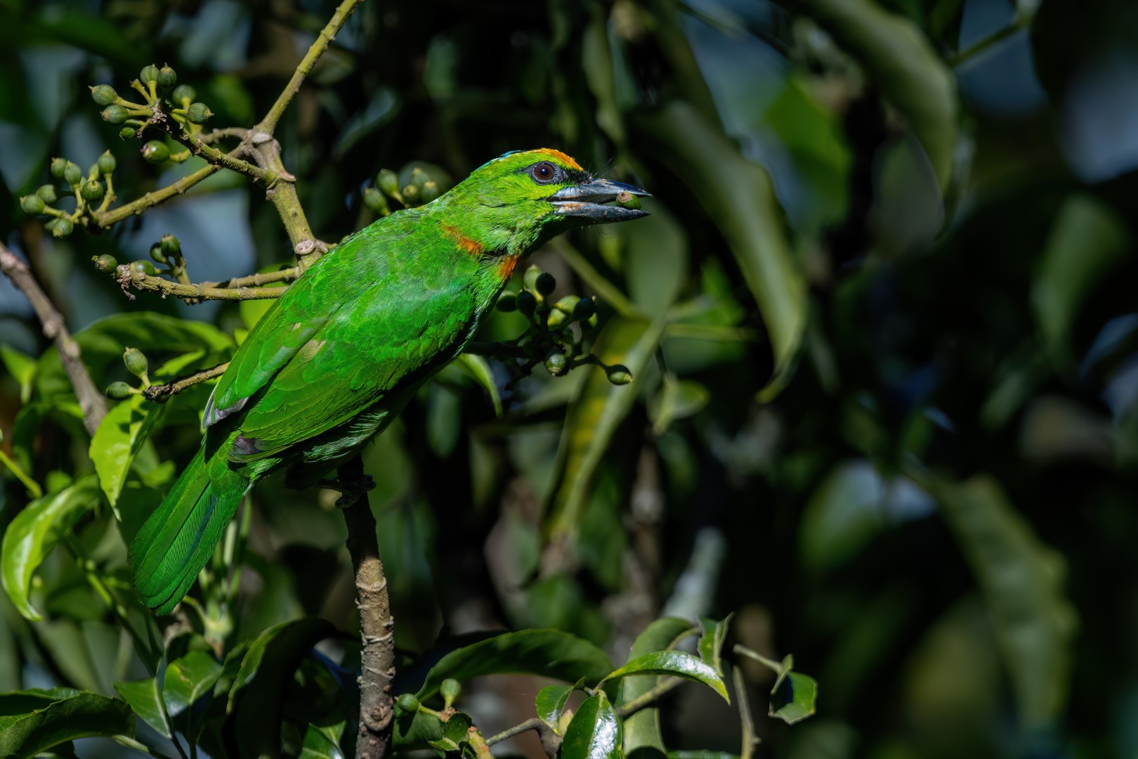 Rufous-necked hornbill
