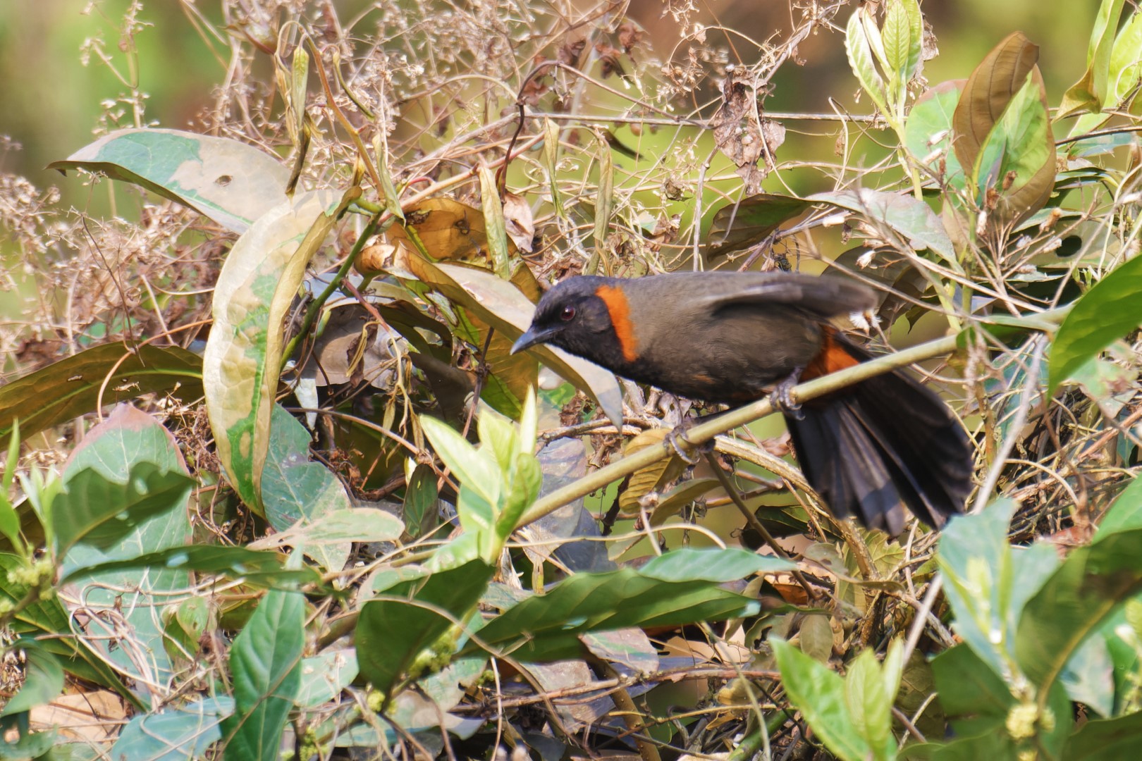 Rufous-necked hornbill