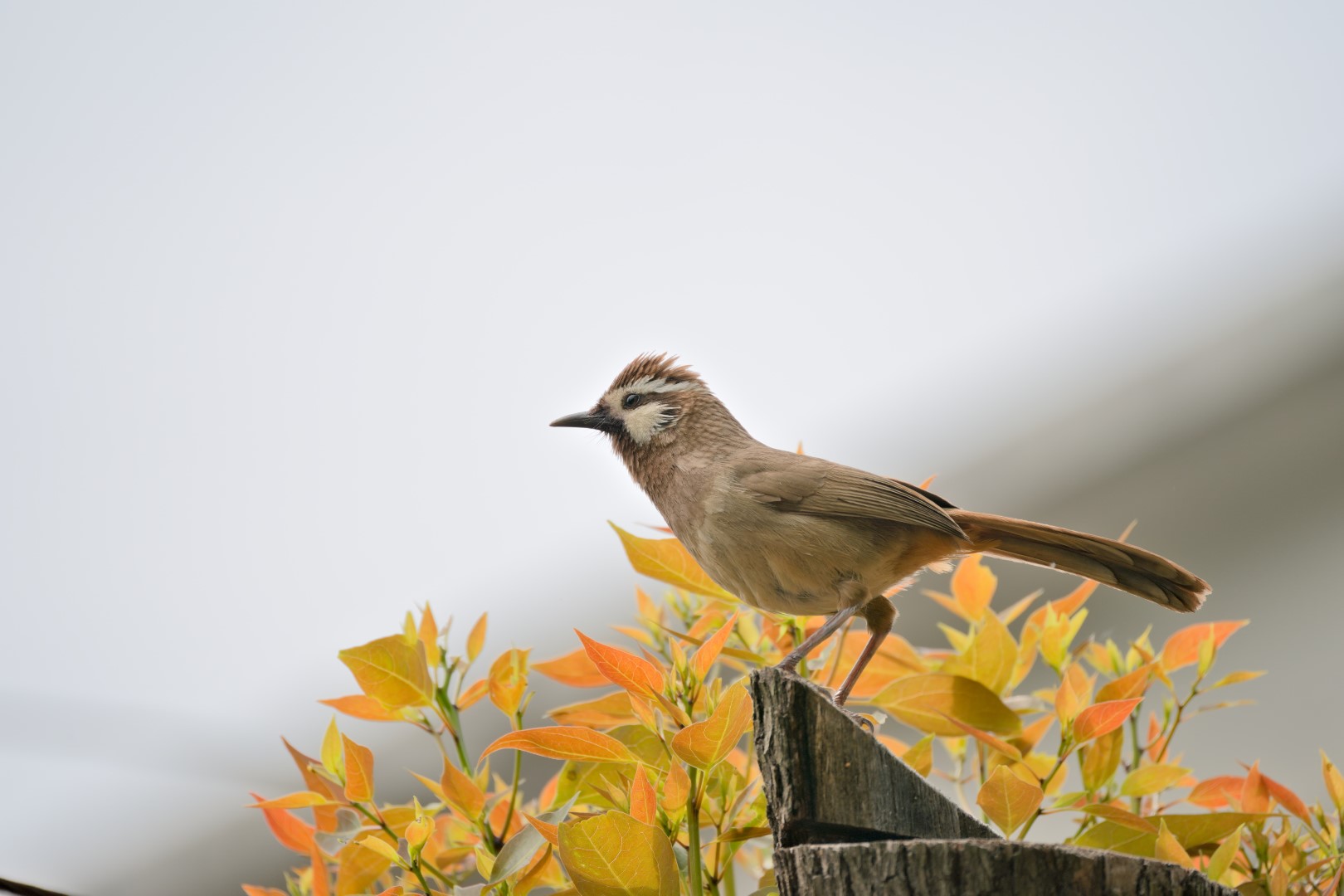 Rufous-necked hornbill