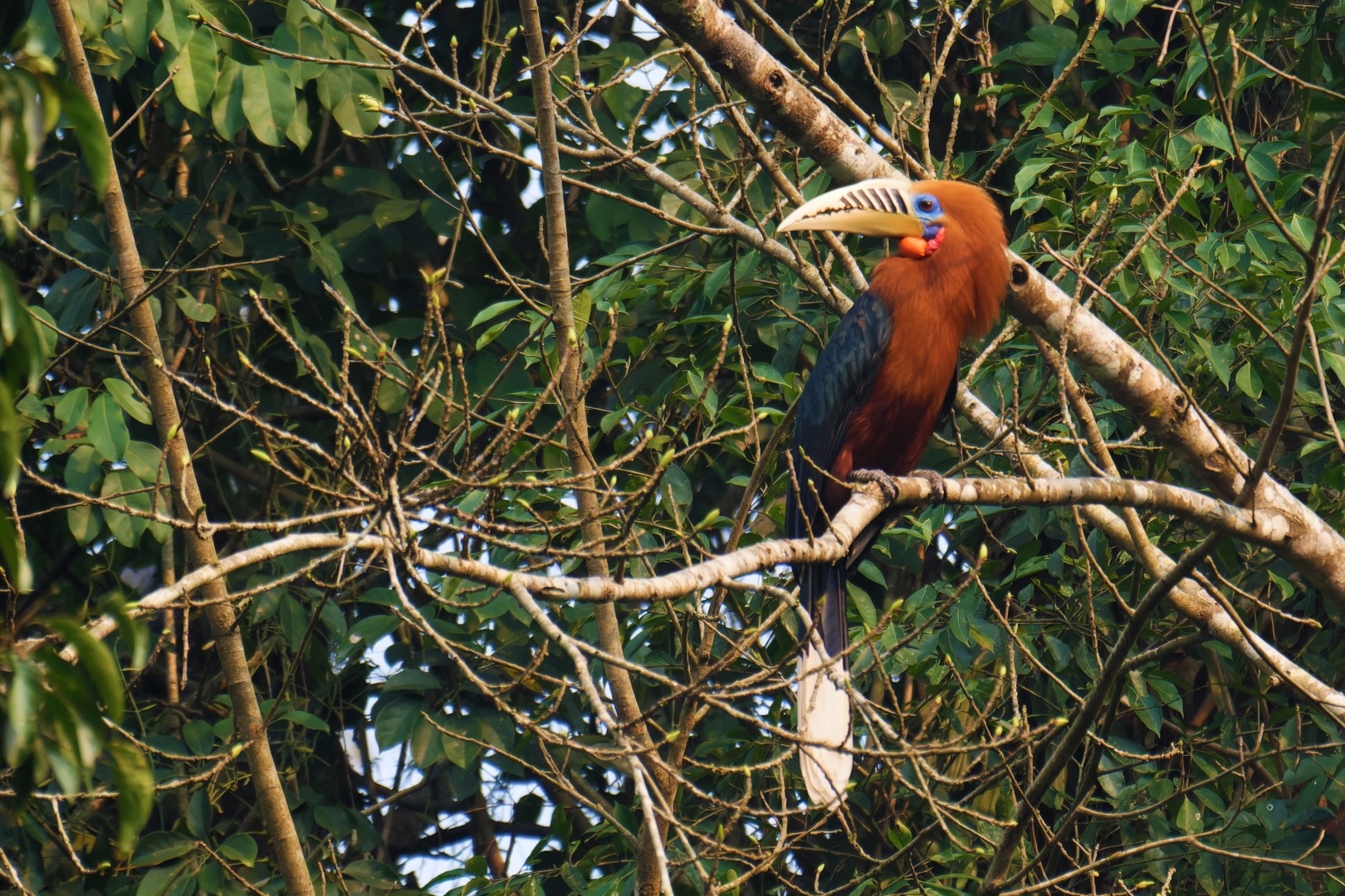 Rufous-necked hornbill