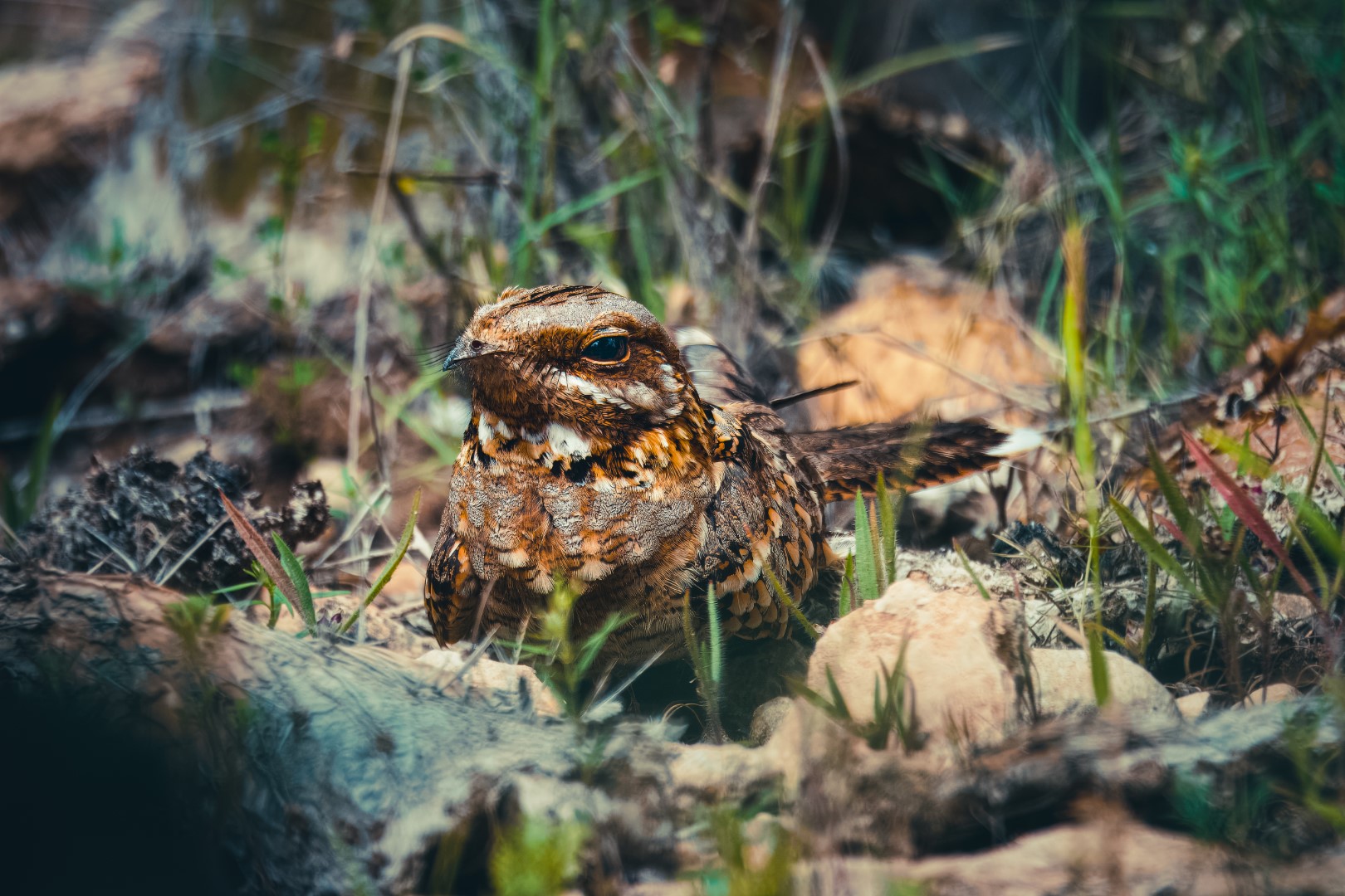 Rufous-necked Nightjar