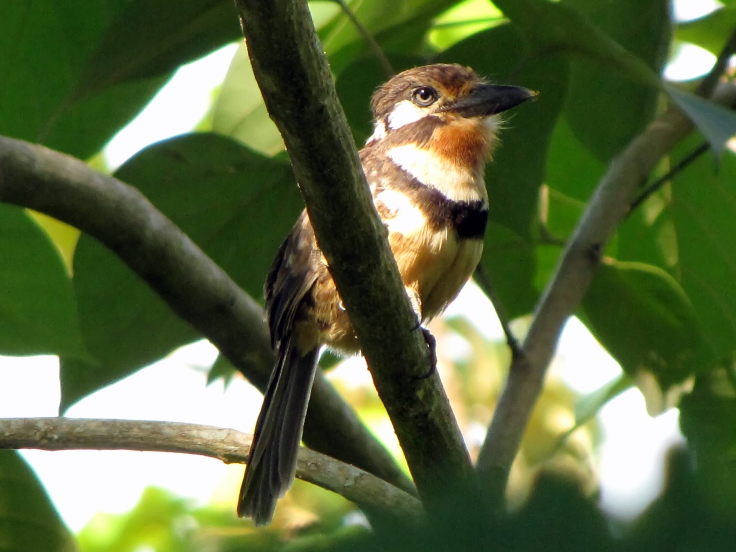 Rufous-necked Puffbird
