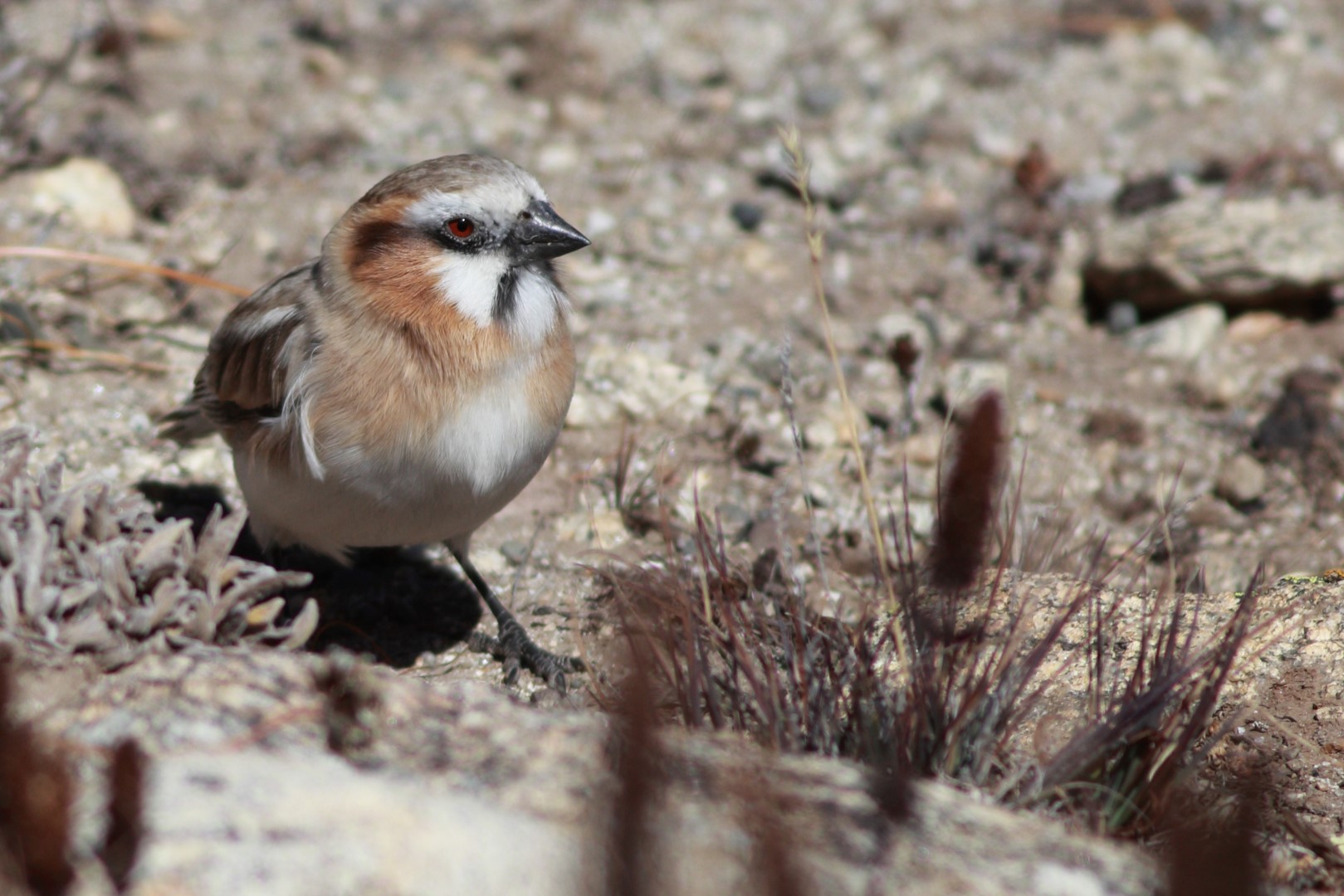 Rufous-necked snowfinch