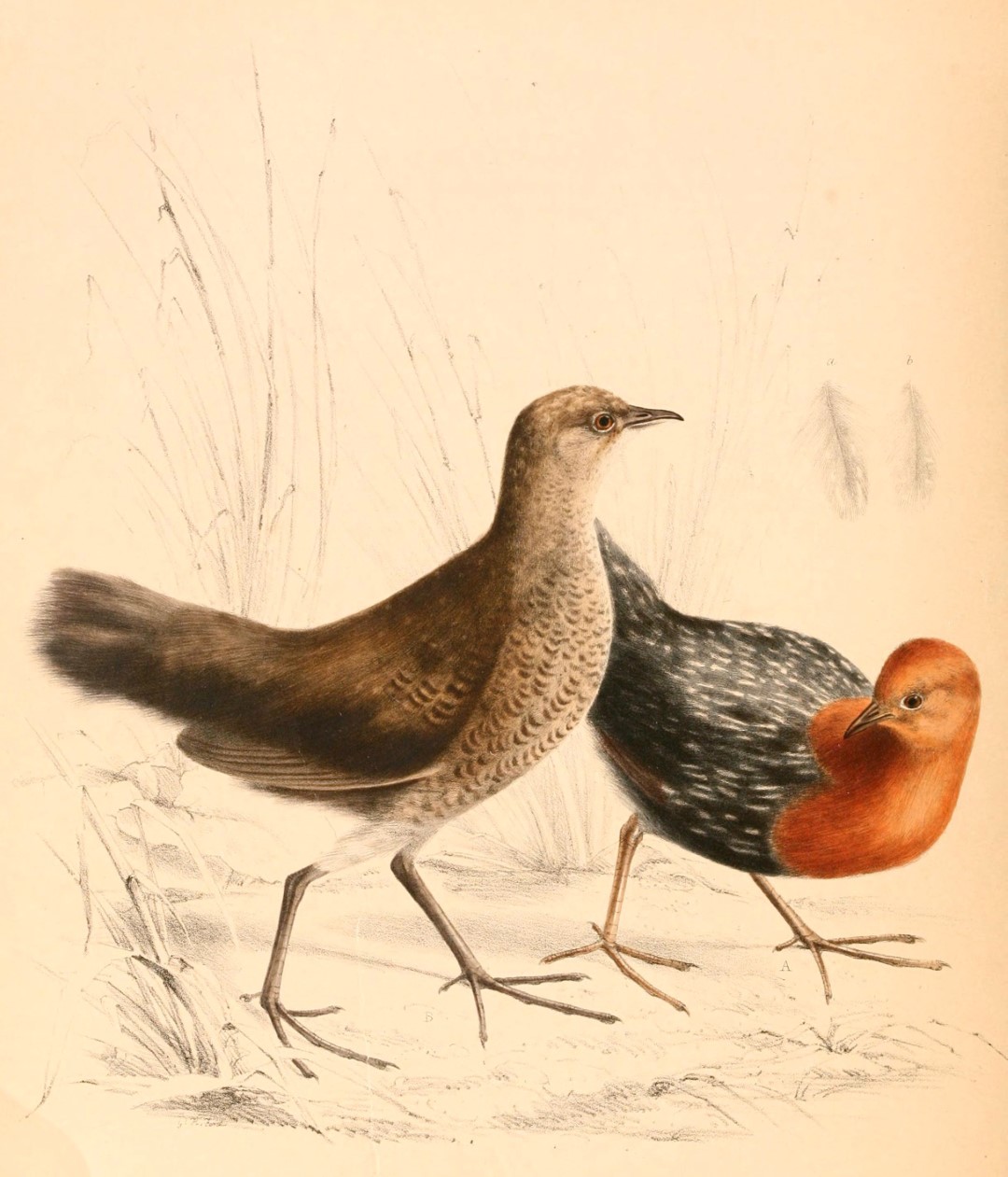Rufous-necked Spurfowl