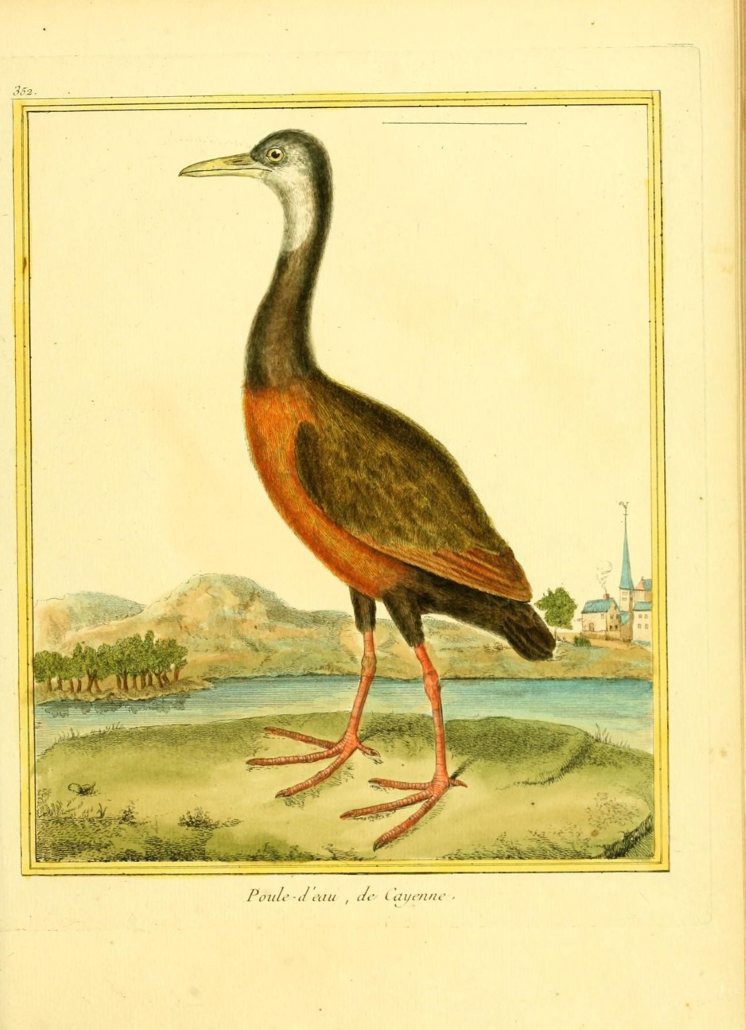 Rufous-necked Wood-Rail